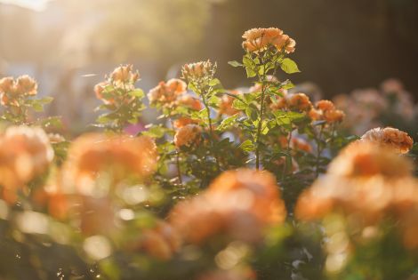 Die Rose Portorož: Ein Symbol der Schönheit und der Geschichte des Ortes